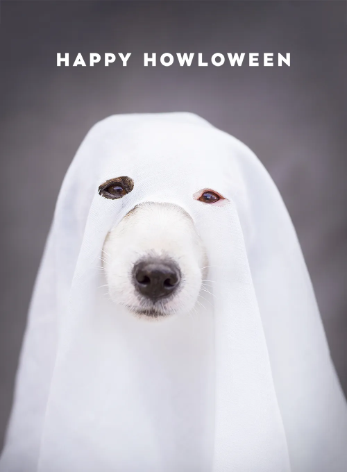 What a Ghoul Boy - halloween_cards - Card